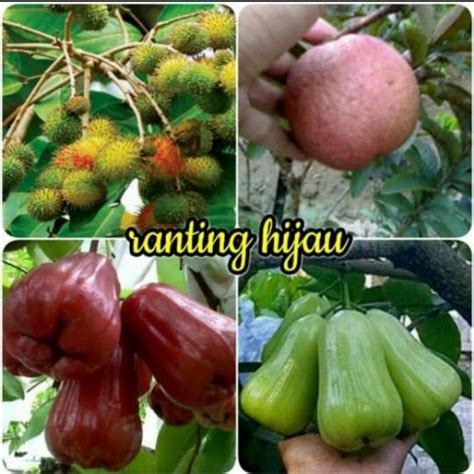 Jual Paket 4 Jenis Bibit Jambu Madu Deli Merah Hijau Sawo Rambutan