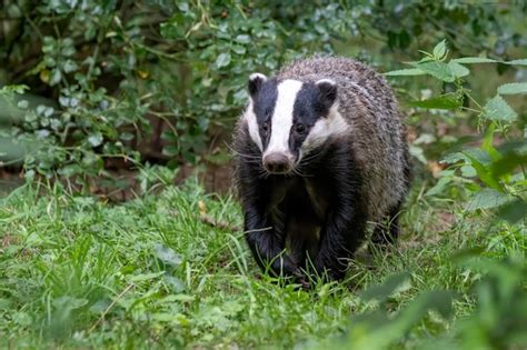 Premium Photo Close Up Of A Beautiful European Badger Meles Meles