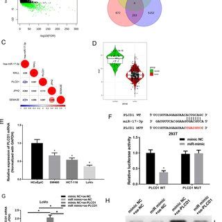 Plcd Is Less Expressed In Cc And Is A Direct Target Of Mir P A