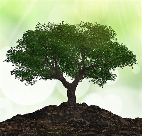 Healthy Tree Alternative Earthcare