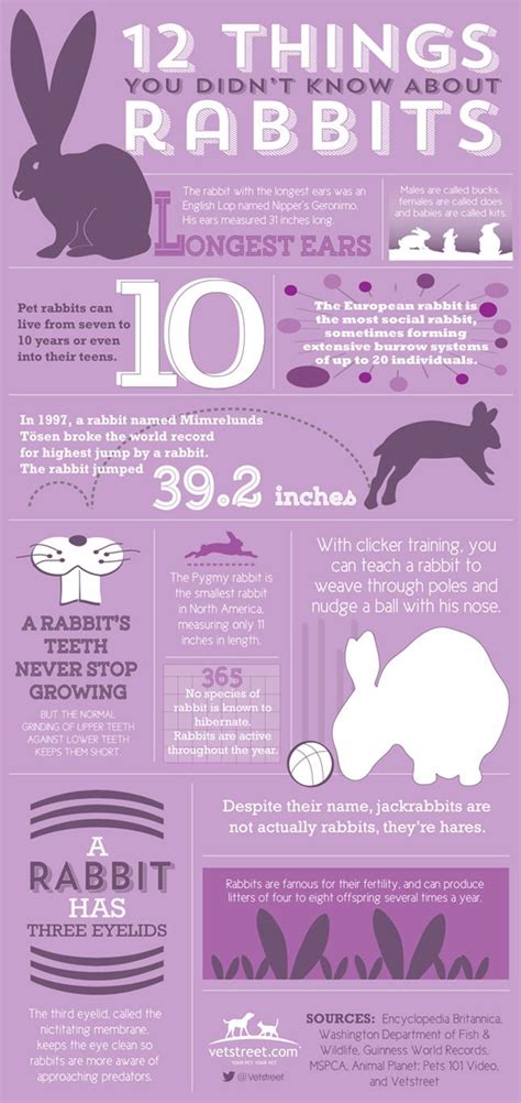 Easter Infographic: 12 Things You Didn't Know About Rabbits | Rabbit ...