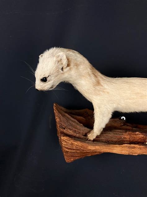 Common Stoat Wall Mounted Taxidermie Volledige Montage Mustela