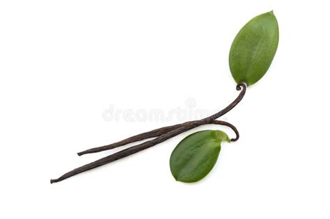 Vanilla Green Leaves And Dried Pods Isolated On White Background With