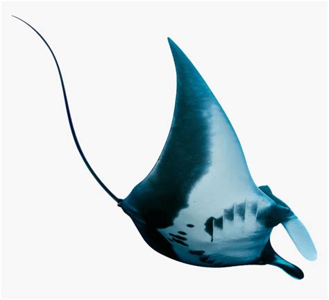 Manta Ray Hd Png Download Transparent Png Image Pngitem