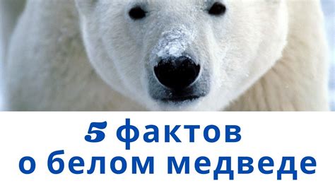 Пять фактов о белом медведе - YouTube