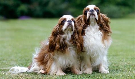 English Toy Spaniel Puppies Behavior And Characteristics In Different