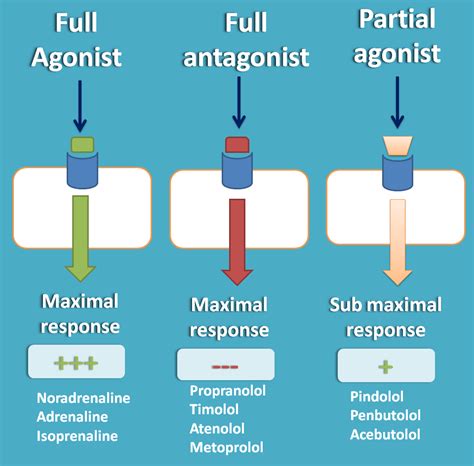 Beta Blockers With Additional Actions