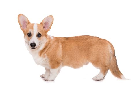 corgi mixed breeds updated   canine hq