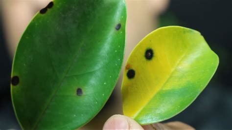 večer Plijen disk manchas negras en las hojas de las plantas strast