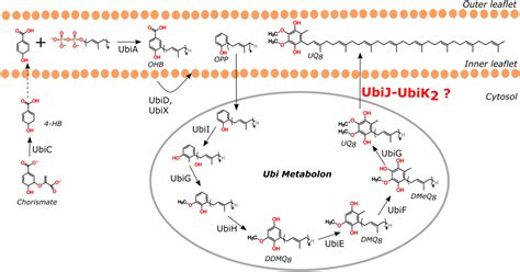 Figure From Towards Molecular Understanding Of The Functional Role Of