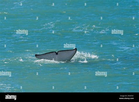 Killer Whale Hunting Sea Lions Peninsula Valdes Patagonia Argentina