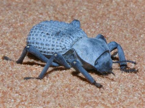 Blue Death Feigning Beetle Identification Life Cycle Facts And Pictures