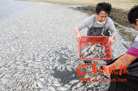 深圳一公园湖内现万斤死鱼 知情人称是污染所致死鱼深圳公园新浪新闻