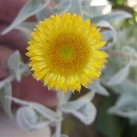 Helichrysum Cymosum Wildflower Nursery