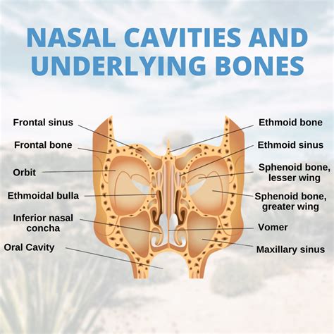 Nasal Cavities And Underlying Bones Sinusitis Sphenoid Bone Nasal