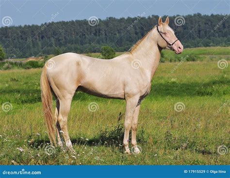 Perlino horse stock image. Image of farm, jump, hoofed - 17915529
