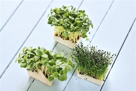 Various Types Of Cress License Images 454927 Stockfood