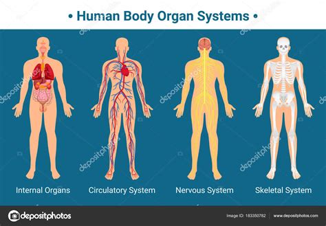 12 Sistemas Do Corpo Humano Image To U