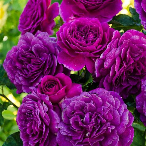 Have A Question About Spring Hill Nurseries Ebb Tide Floribunda Rose