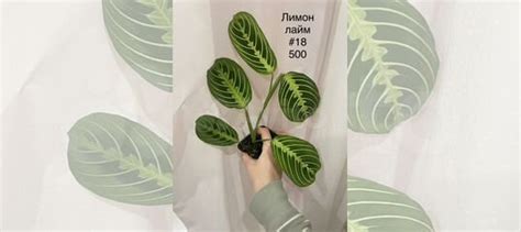 Маранта лимон лайм купить в Москве | Товары для дома и дачи | Авито