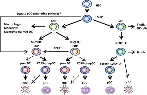 Plasmacytoid Dendritic Cell Biology And Its Role In Immunemediated