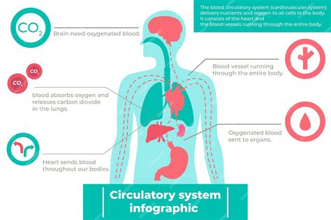 Infografía Del Sistema Circulatorio En Diseño Plano Vector Gratis