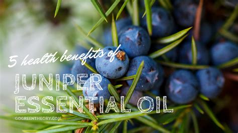 Five Health Benefits Of Juniper Essential Oil And How To Use It Green Theory Naturals