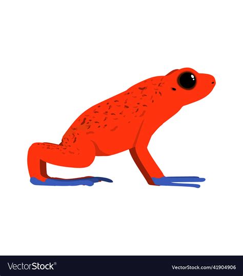 Oophaga Pumilio Strawberry Poison Dart Frog Vector Image