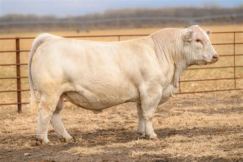 Charolais Steer