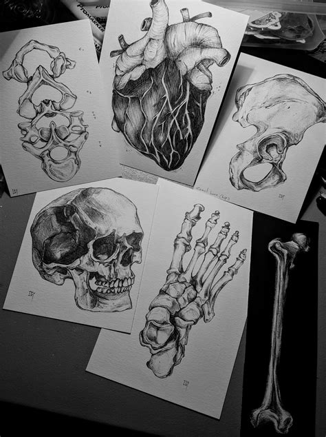 Ballpoint pen drawings I made when I was studying for an anatomy and ...