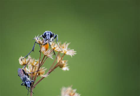 Free Images Natural Flower Pollinator Arthropod Petal Honeybee