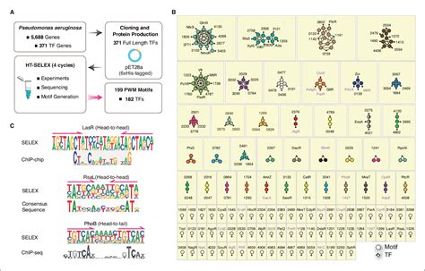 Figure 1 From An Atlas Of The Binding Specificities Of Transcription