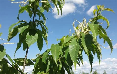 10 Different Types Of Chestnut Trees And Identifying Features