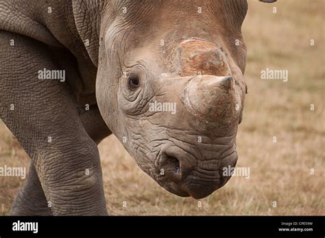 Portrait Of A Black Rhino Stock Photo Alamy