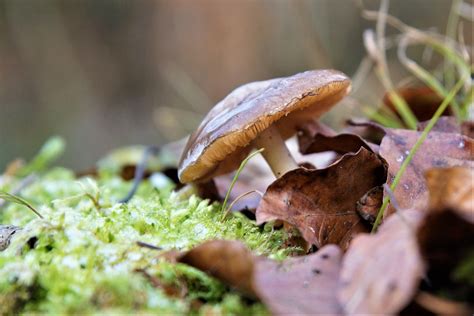 Nature Mushroom Forest Free Photo On Pixabay Pixabay