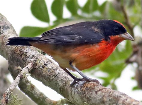 Crimson Breasted Finch Ebird