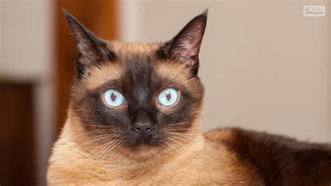The Beauty And Personality Of Mix Siamese Cats