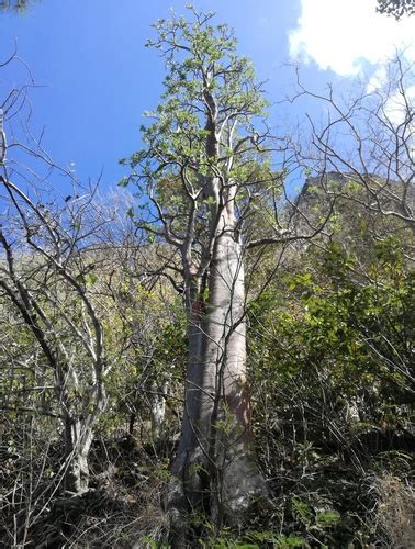 Cyphostemma Mappia INaturalist