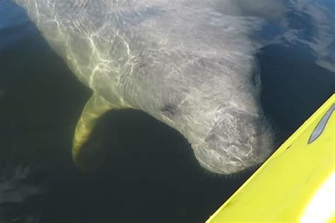 Tripadvisor Excurs O De Caiaque Manatee Discovery Para Pequenos