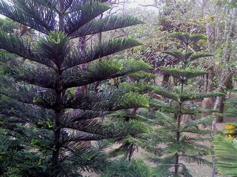 pinetree in tagaytay picnic grove | Pine tree, Tree, Plants