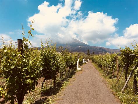 Mt Vesuvius Seen From Cantina Del Vesuvio Winery Travel