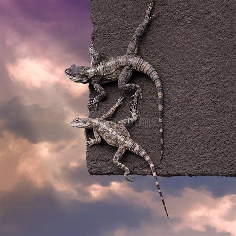 Two Lizards On The Edge Of The Roof Stock Photo Image Of Wild Animal