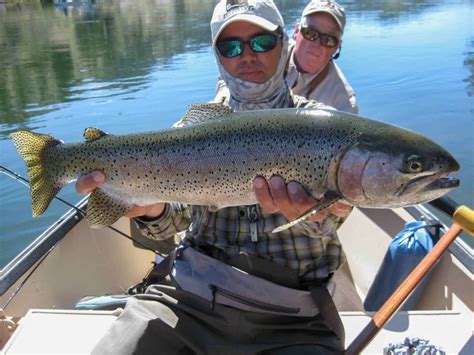 Montana Trout Outfitters World Class Fly Fishing