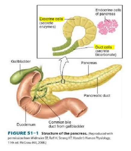 Gi Secretion Ii Flashcards Quizlet