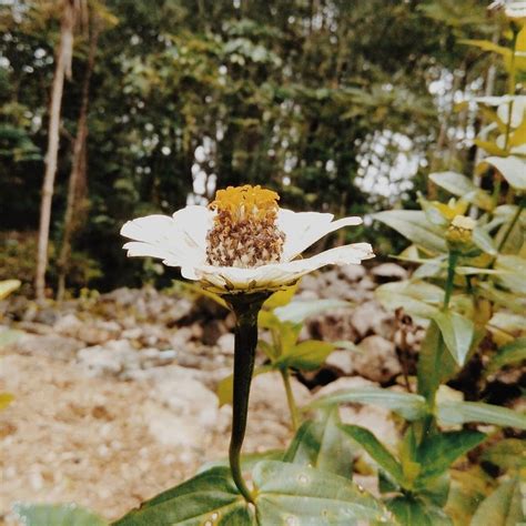 ranting   anatyxx medium