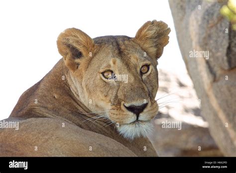 On Safari In Serengeti National Park Tanzania Stock Photo Alamy