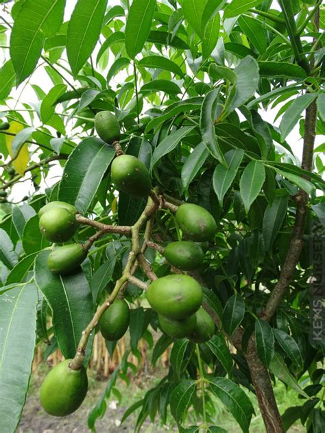 june plum tree size - Into Vast Chronicle Picture Archive