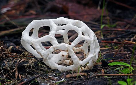 Basket Fungi Ileodictyon Cibarium Ileodictyon Cibarium Flickr