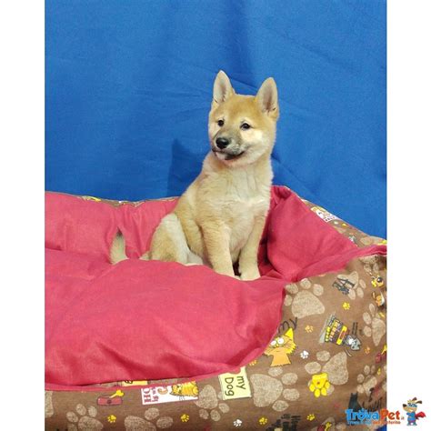 Cucciolo Di Shiba Inu Maschio In Vendita A Bari BA