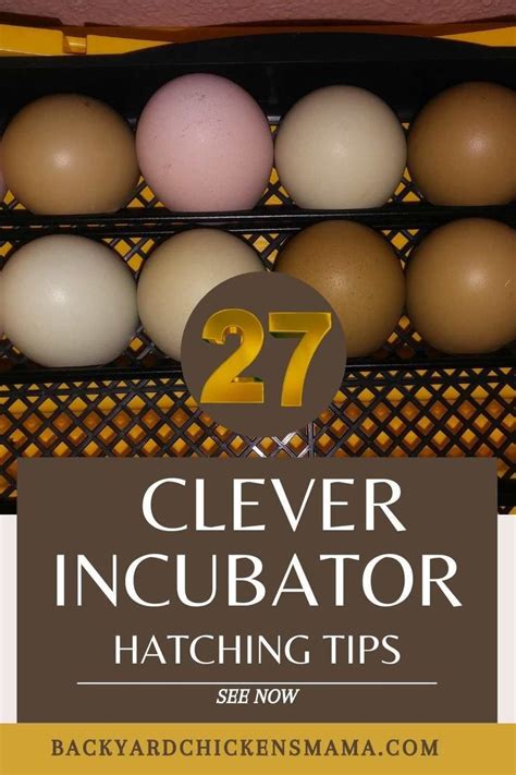 27 Clever Chicken Egg Incubation Tips For A Successful Hatch Hatching Chickens Eggs Chicken Eggs